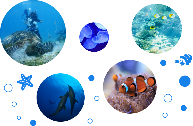 海の生き物の動画配信マリンシアターの特徴